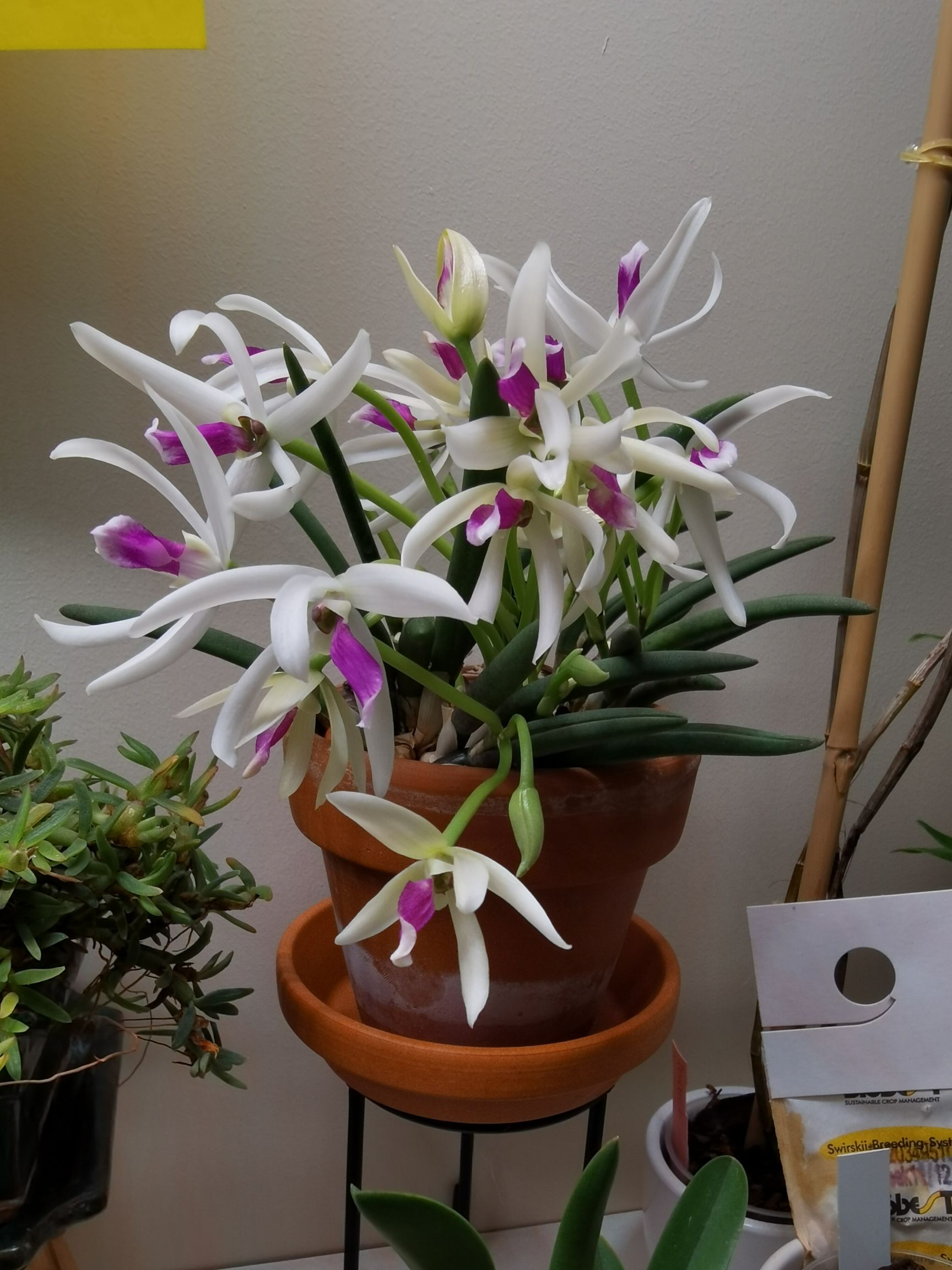 Leptotes bicolor