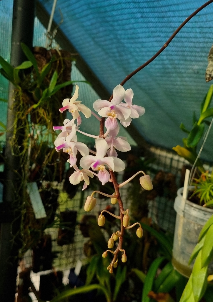 Phalaenopsis Cellinde.jpg