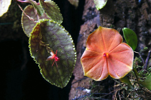 Lepanthes calodictyon & Lepanthes telipogoniflora'16.jpg