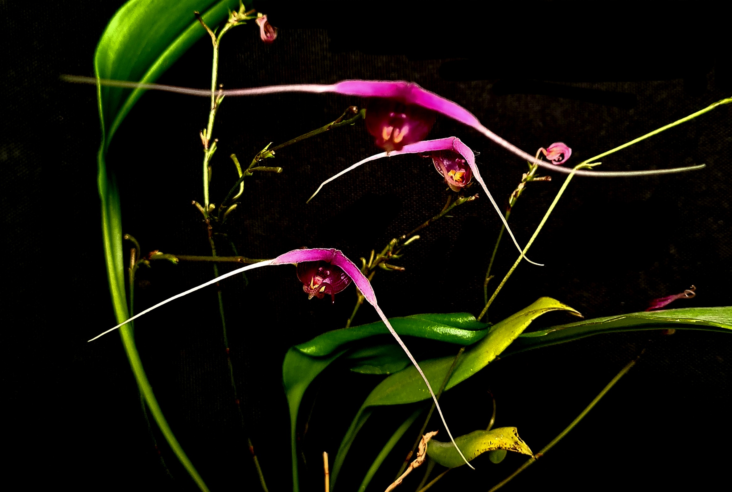 Scaphosepalum swertiifolium Pink