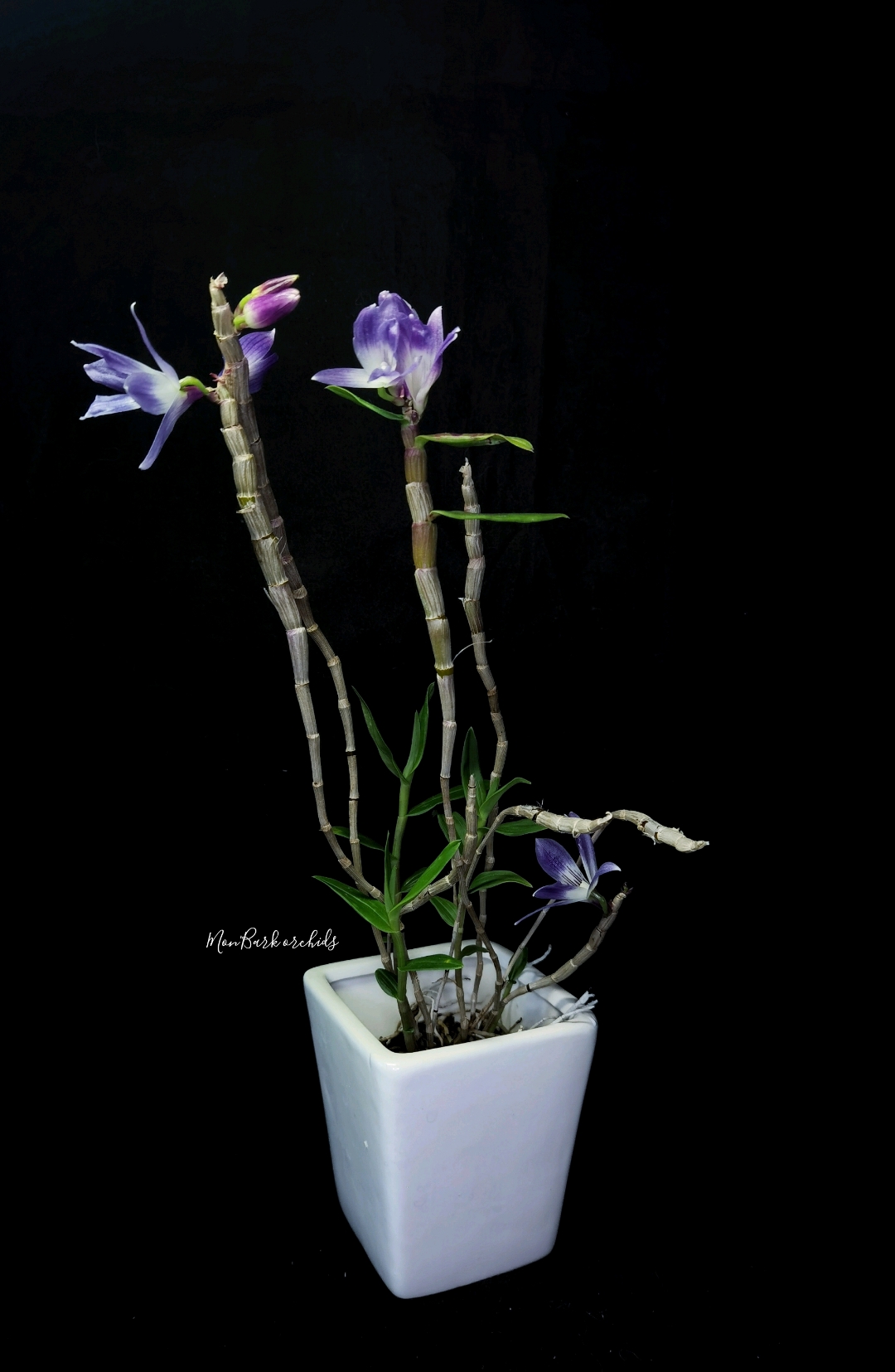 Dendrobium victoriae reginae.jpg