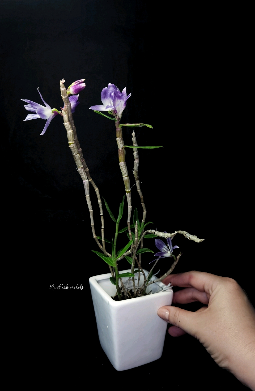 Dendrobium victoriae reginae 2.jpg