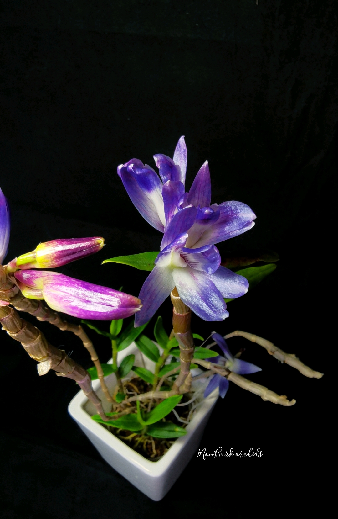 Dendrobium victoria reginae 1.jpg