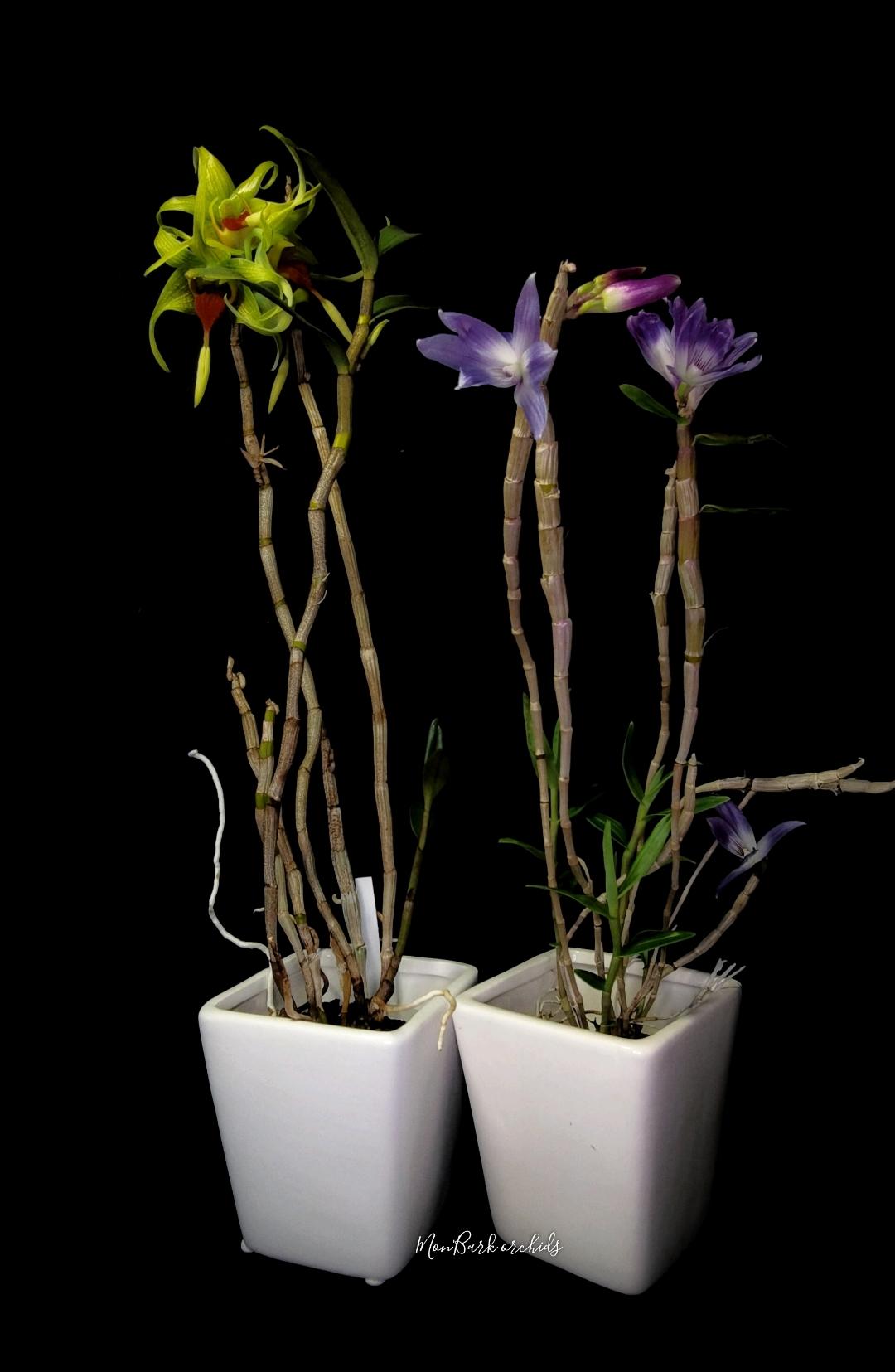 Dendrobium tobaense and Dendrobium victoria reginae.jpg