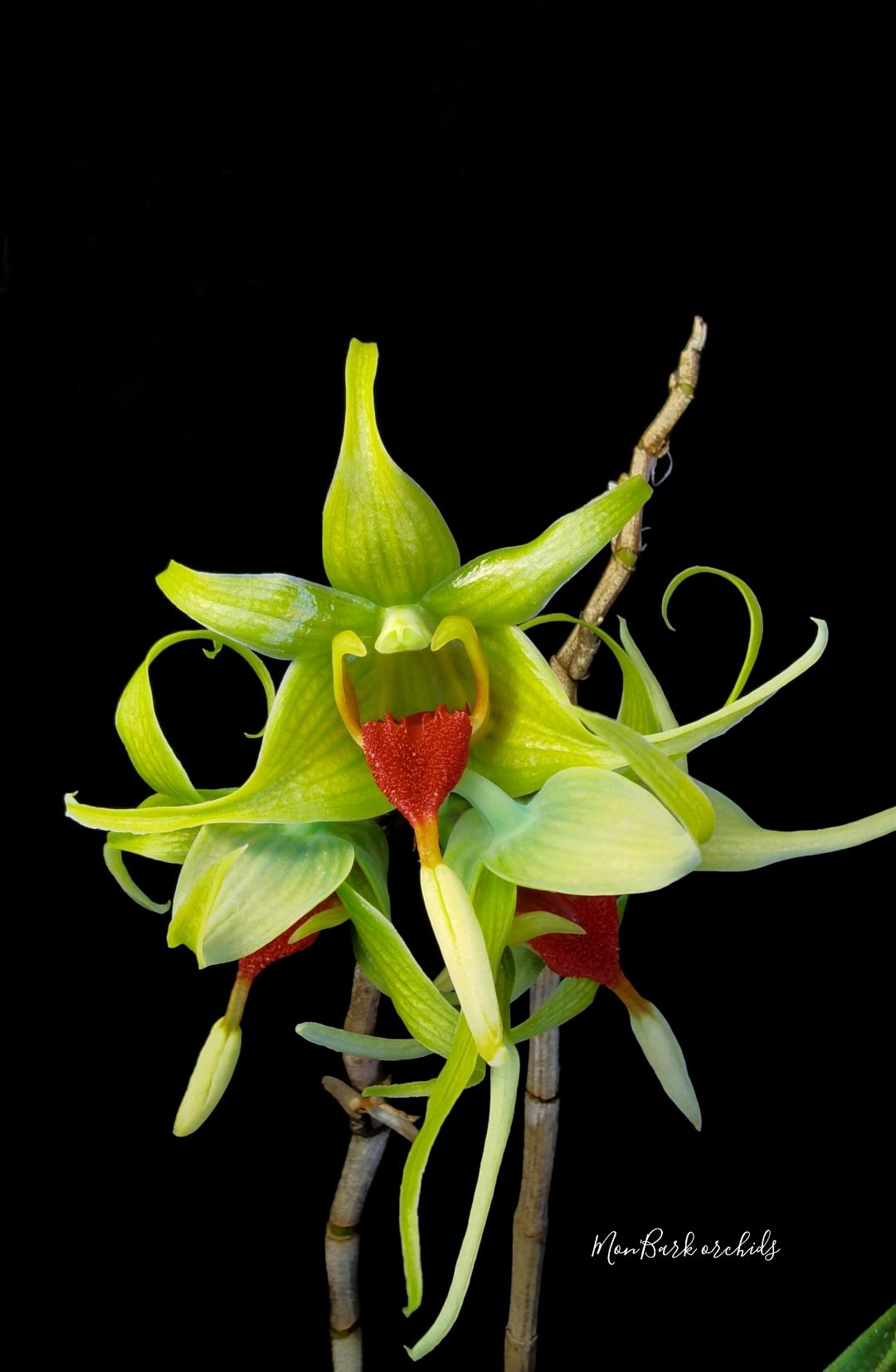 Dendrobium tobaense 2.jpg