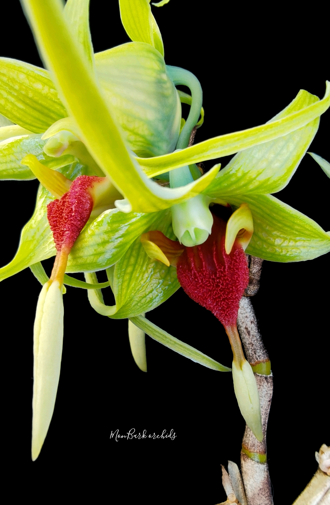 Dendrobium tobaense 4.jpg