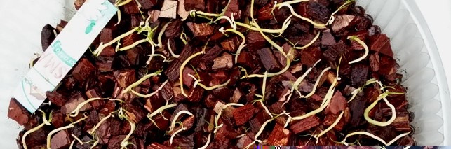 Euchile mariae 2014-09-25 1.jpg