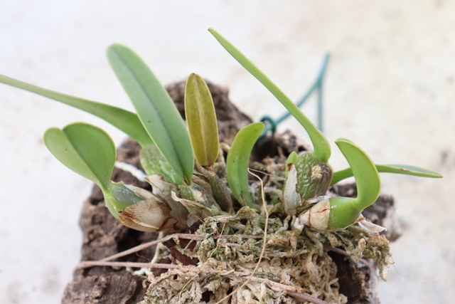 Laelia aurea'20.04 (2).JPG