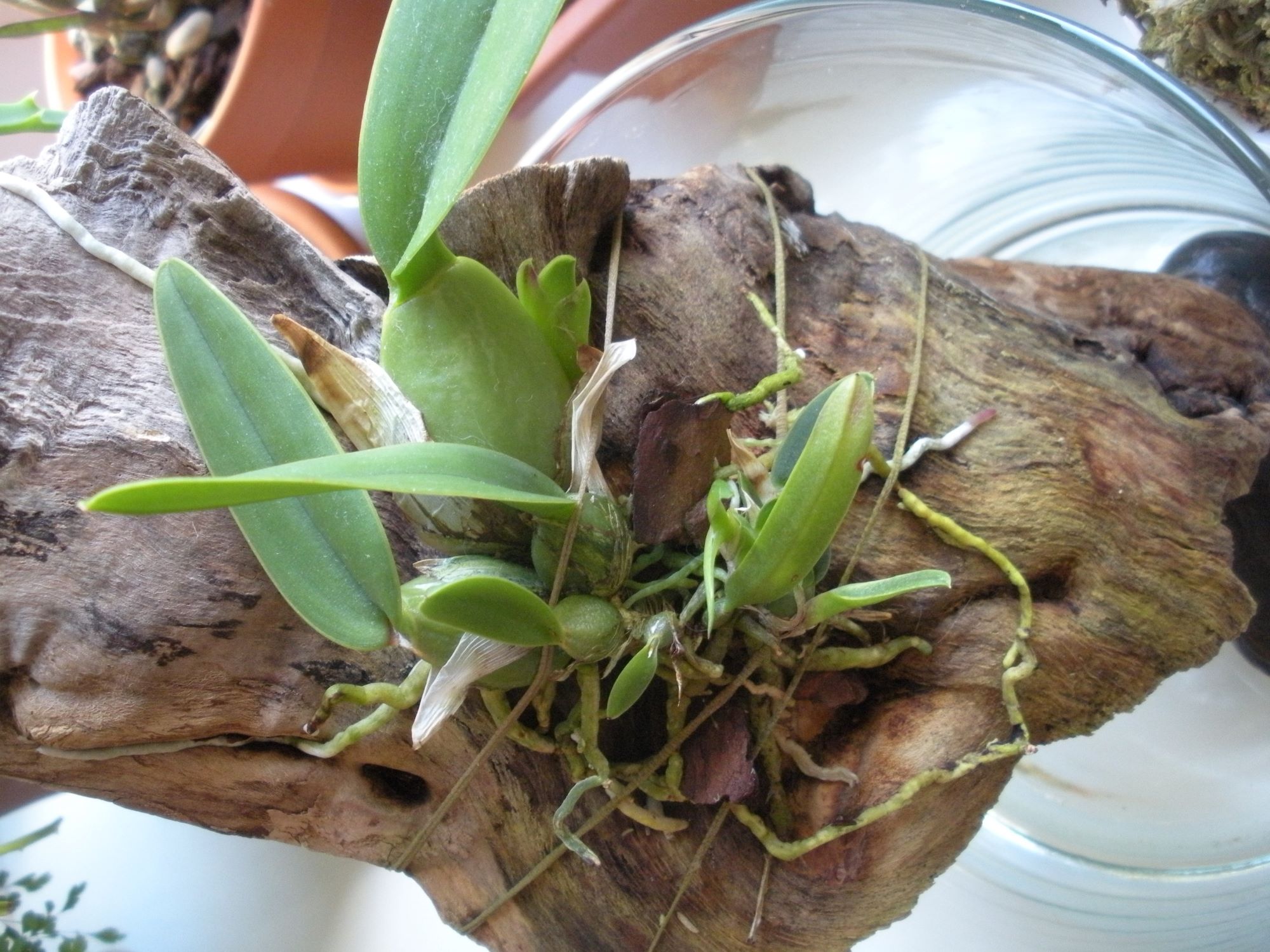 Laelia aurea.JPG