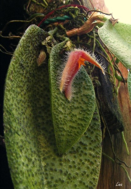 Acianthera melanochthoda (sin. Pleurothallis melanochthoda)'16.jpg