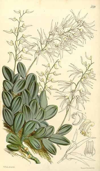 Dendrobium_linguiforme(1861).jpg