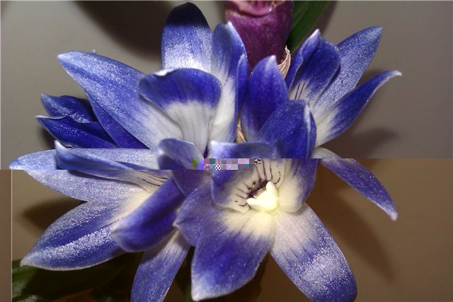 Dendrobium victoria-reginae - skaidre 1.jpg