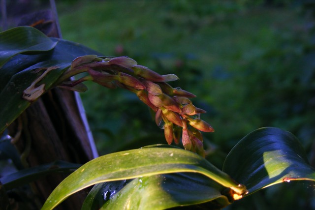 Dendrobium farmeri 'Pink'.JPG