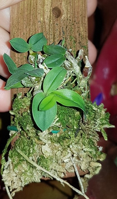 Dendrobium leucocyanum.jpg