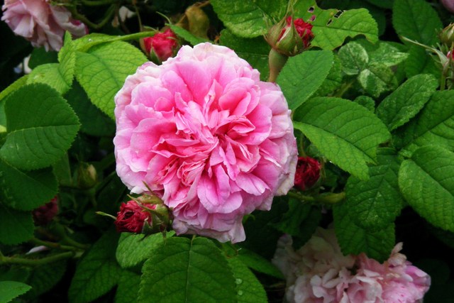 Rose 'Pink Leda'17..JPG