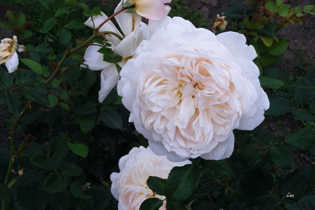 Rose 'Crocus rose'17.jpg