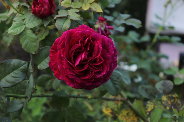 Roses (12).JPG