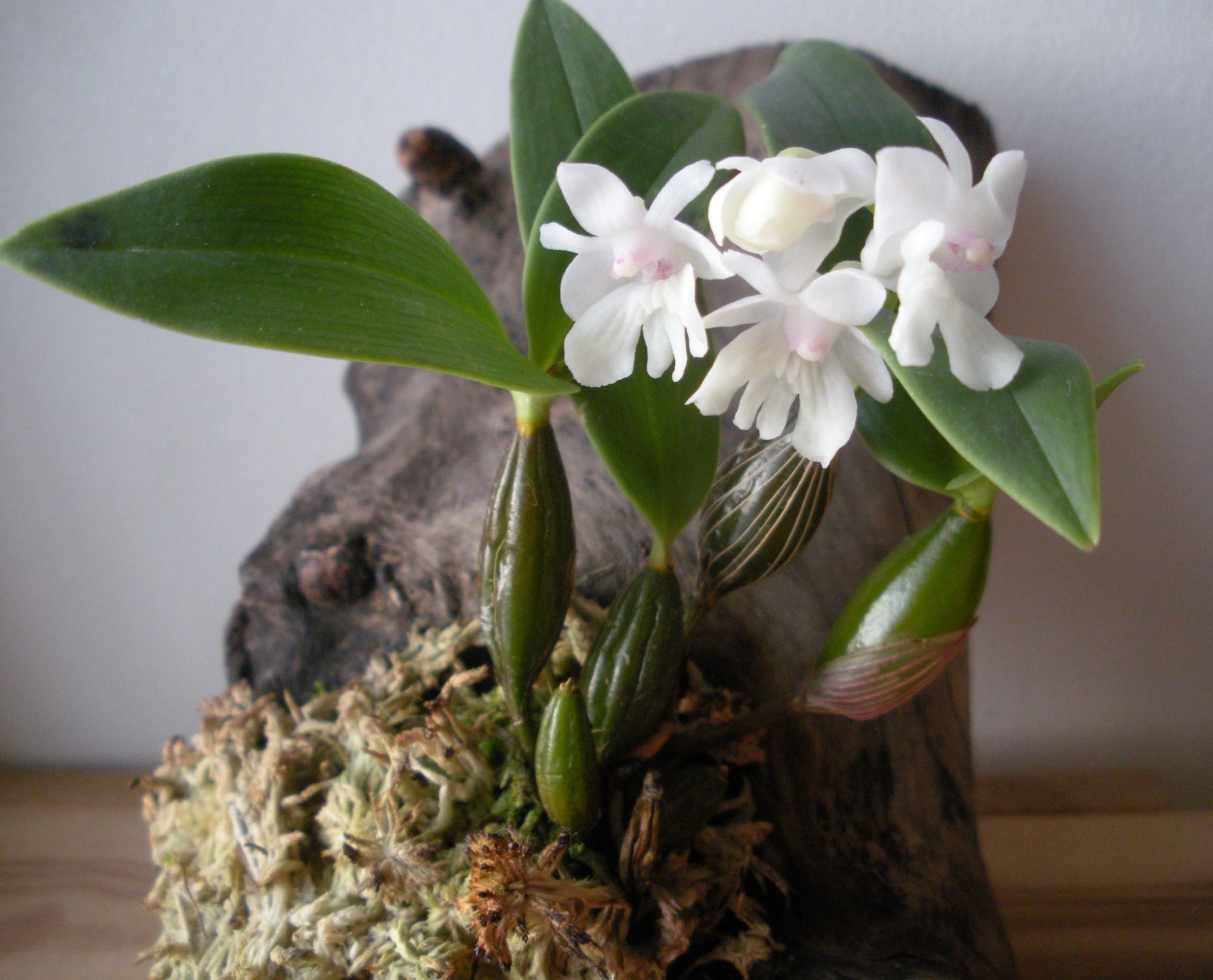 Dendrobium aberrans.jpg