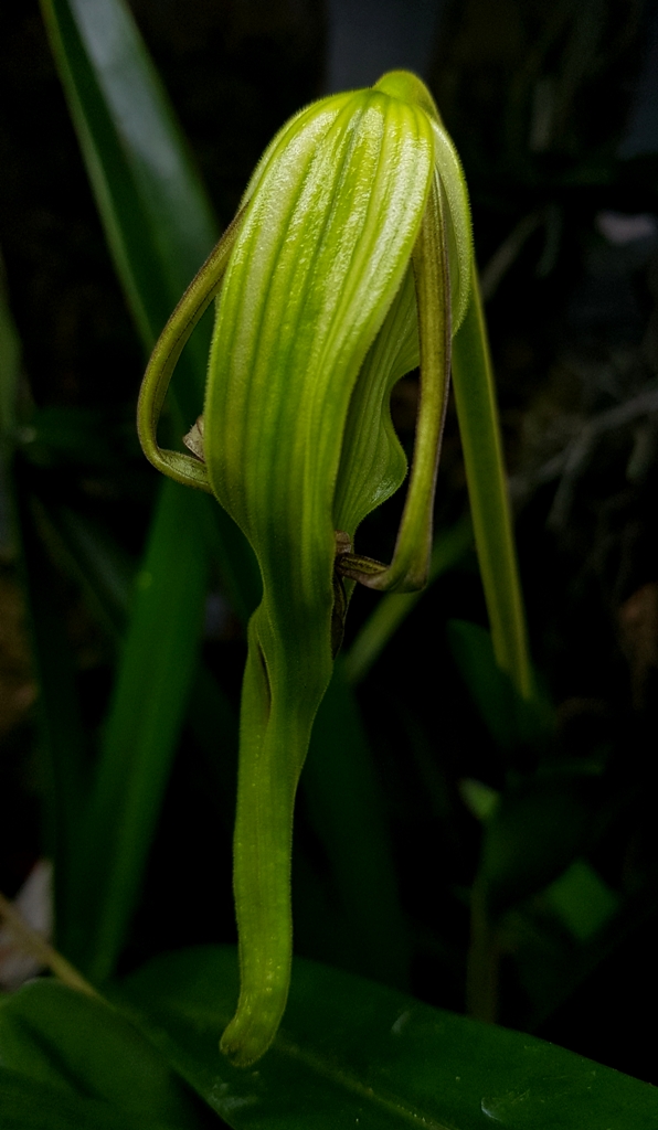 Phragmipedium lindenii (1).jpg