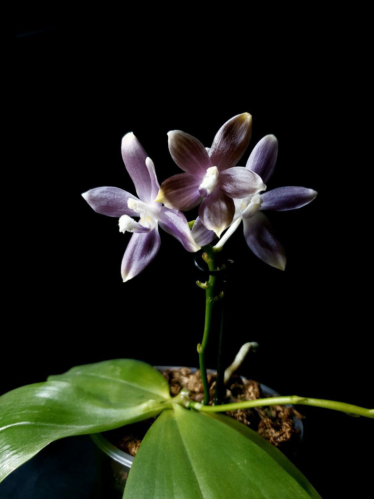 Phalaenopsis speciosa Blue Grey (2).jpg