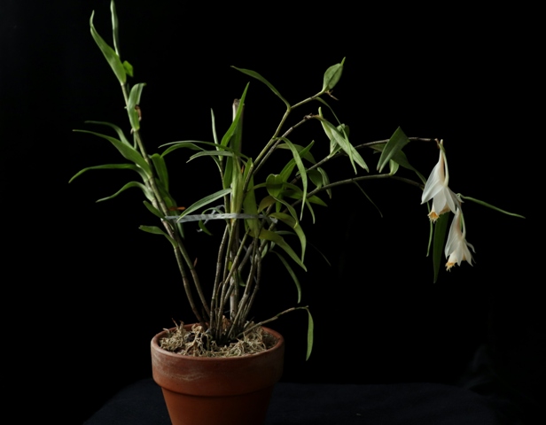 Dendrobium longicornu x dendrobium chapaense'21..01..jpg