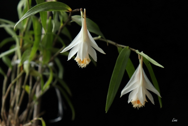 Dendrobium longicornu x dendrobium chapaense'21.01.jpg