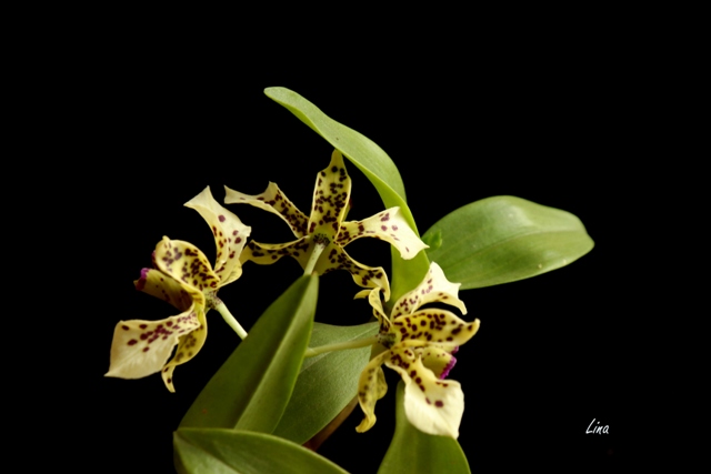 Dendrobium normanbyense'21.01.30..jpg