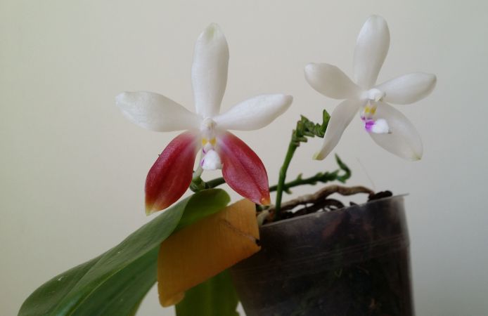 Phalaenopsis tetraspis C1.jpeg