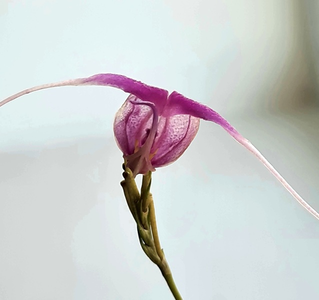 Scaphosepalum swertiifolium.jpg