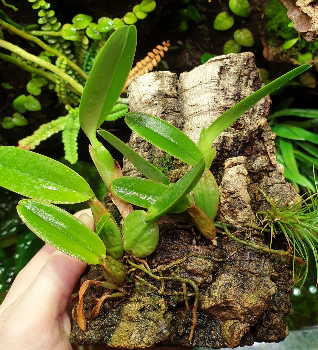 20210506_Laelia aurea.jpg