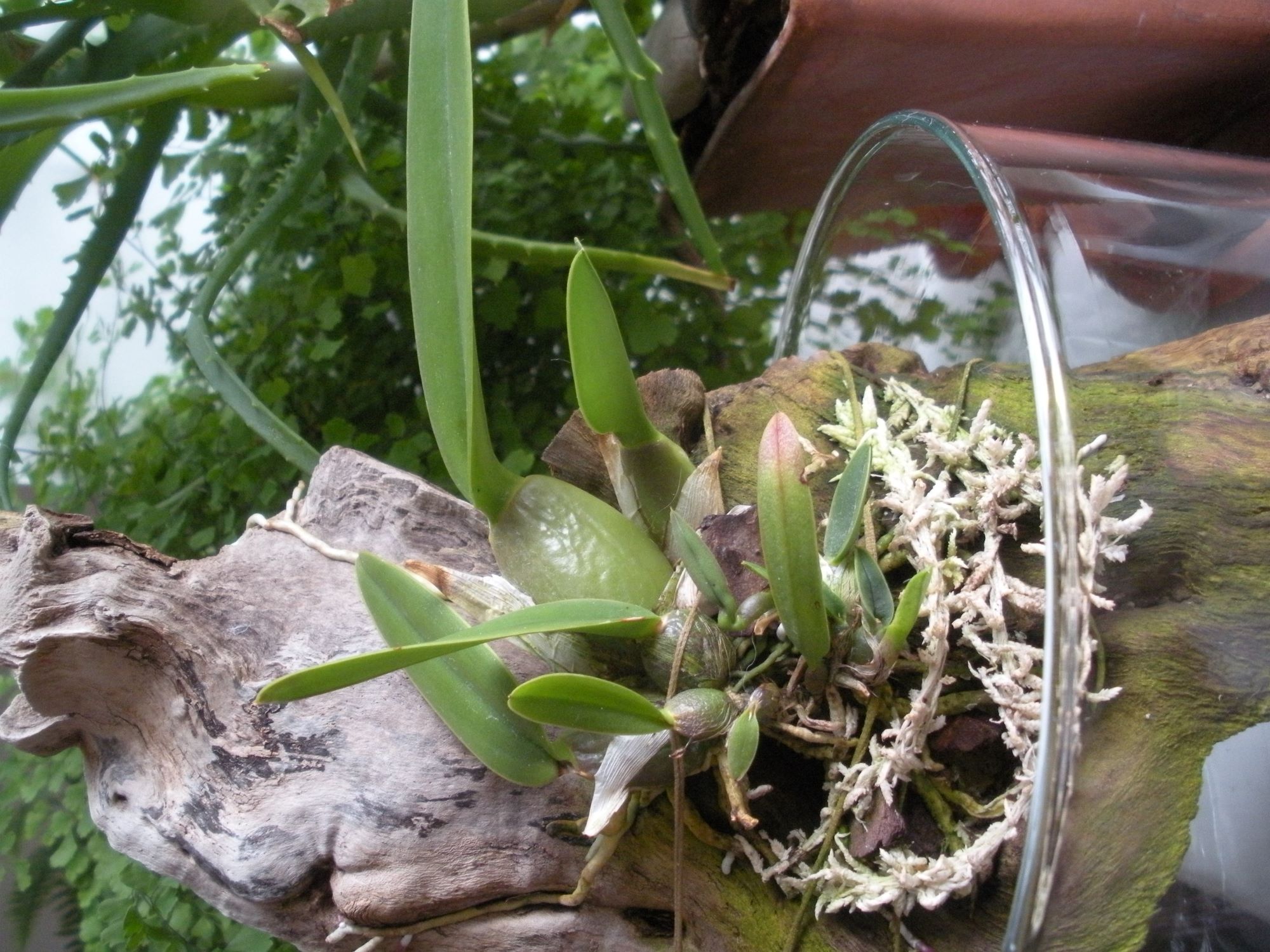 Laelia aurea.JPG