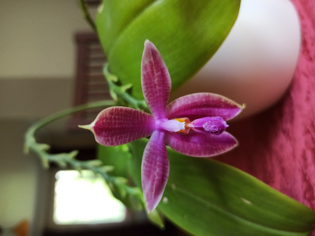 Phalaenopsis Corning's Violet