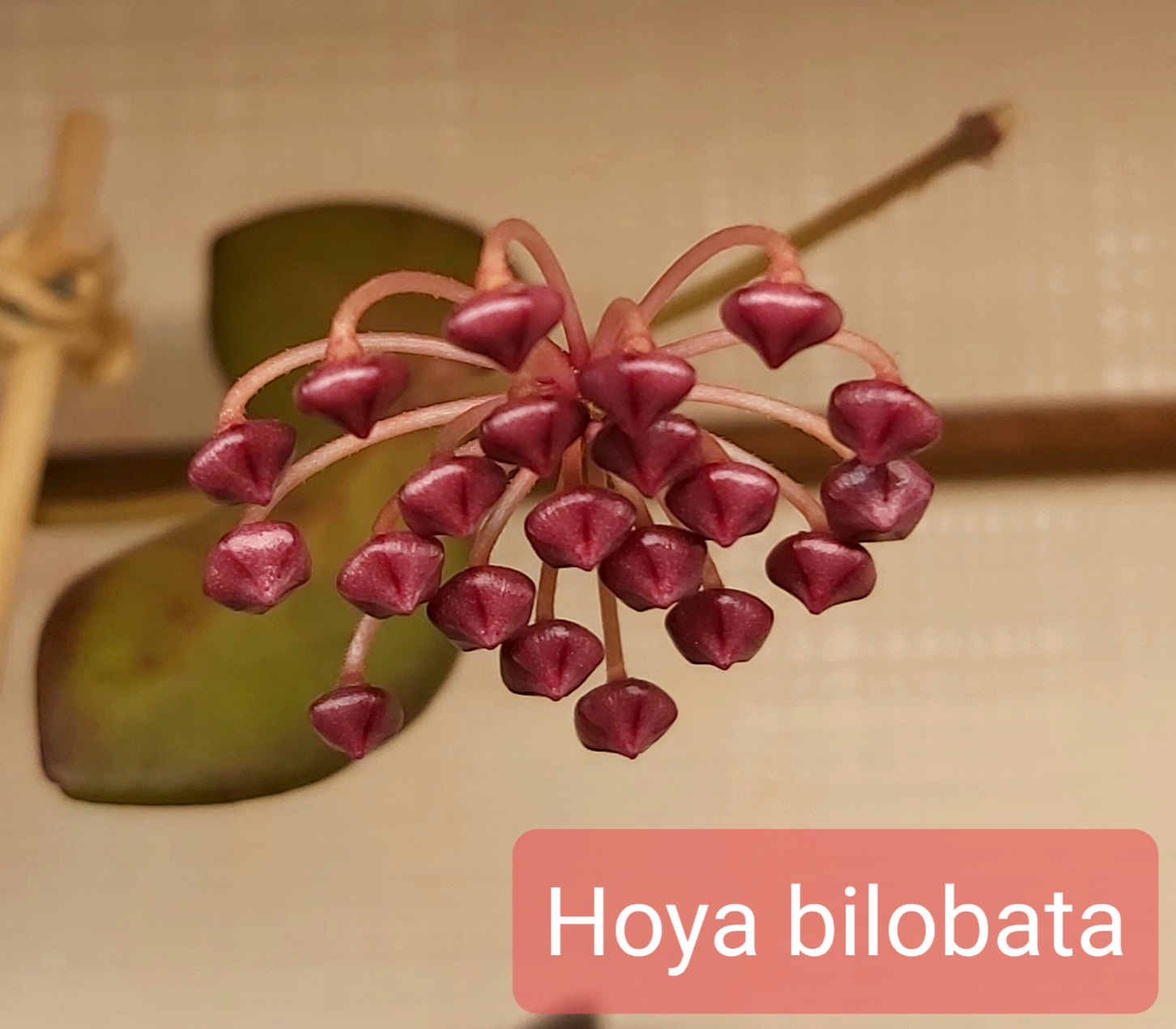 Hoya bilobata