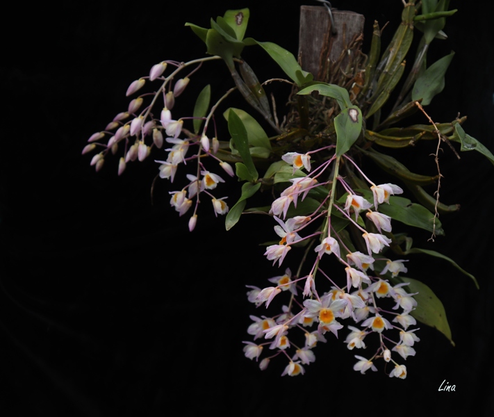Dendrobium farmeri 'Pink'21.07.19.jpg