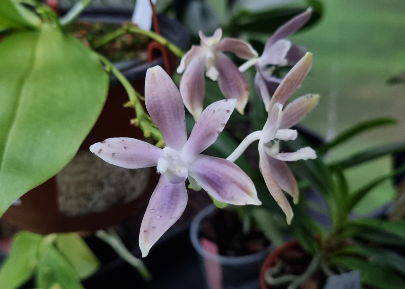 Phalaenopsis speciosa 'Blue Grey' (2).jpg