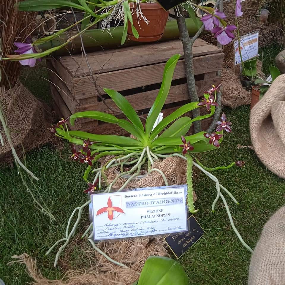 Sidabru apdovanotas Phalaenopsis