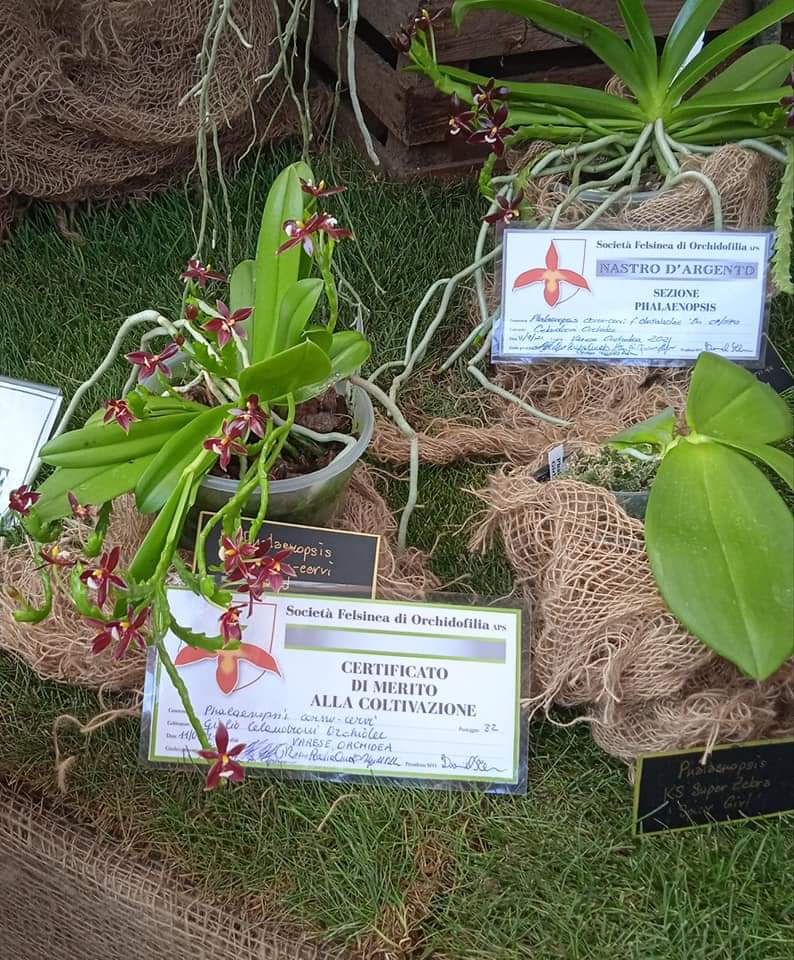 Net dviejų apdovanojimų sulaukęs Phalaenopsis