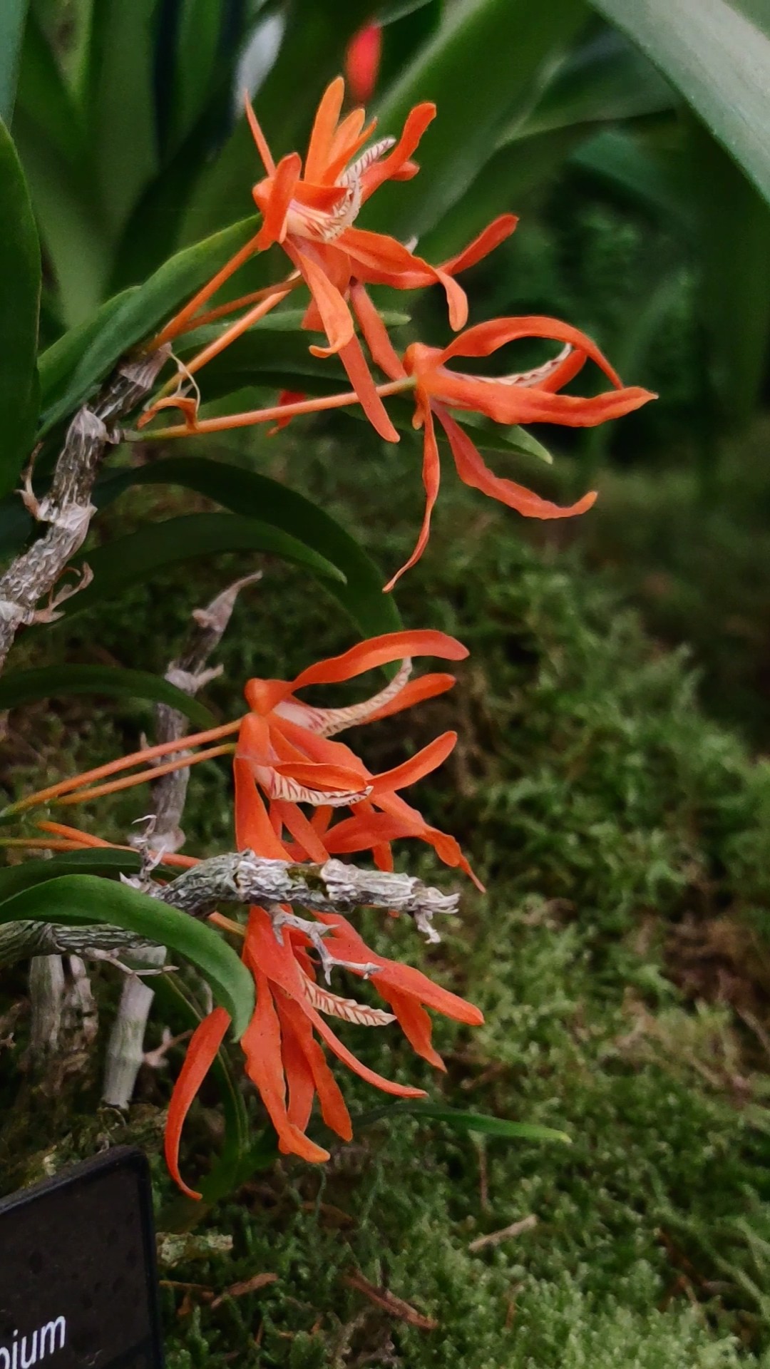Dendrobium lamyaiae