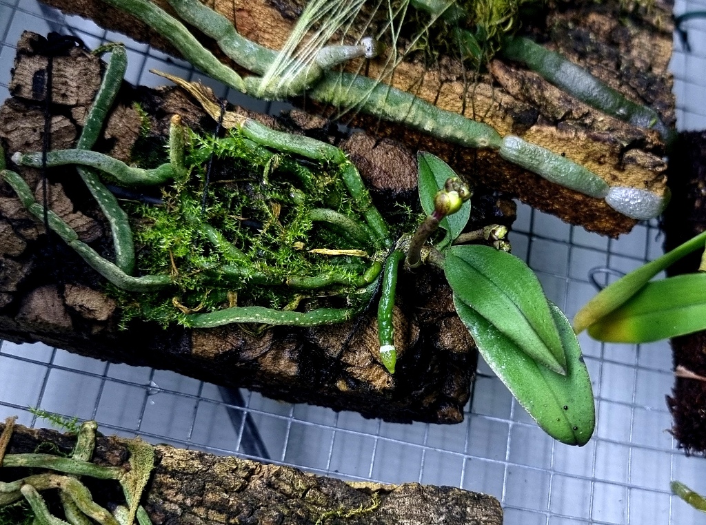 Phalaenopsis wilsonii.jpg