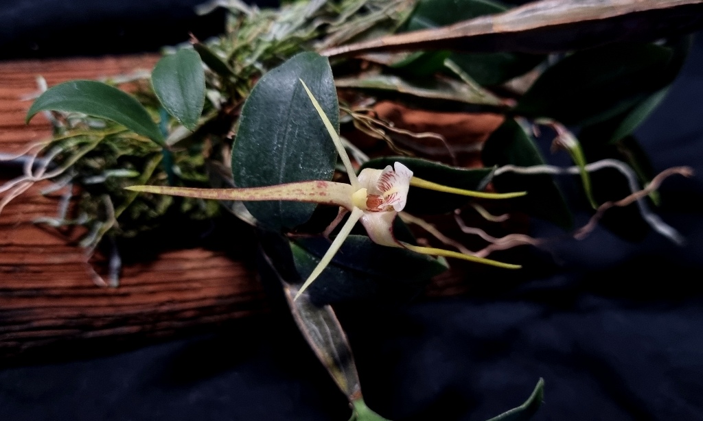 Dendrobium tetragonum (1).jpg