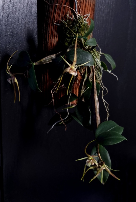 Dendrobium tetragonum (2).jpg