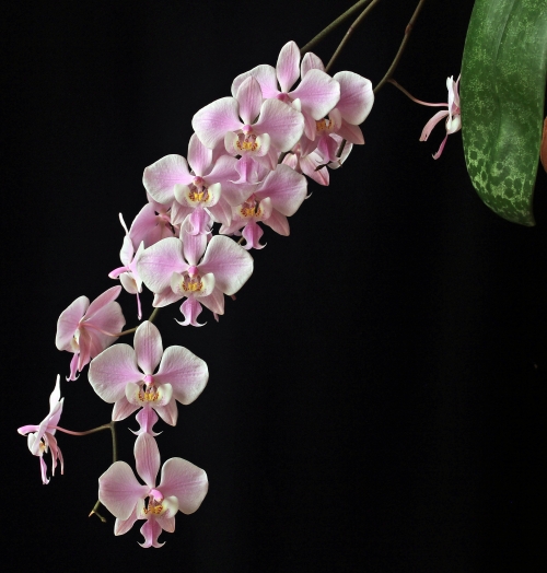 Phalaenopsis schilleriana. Autorius - Rifas.jpg