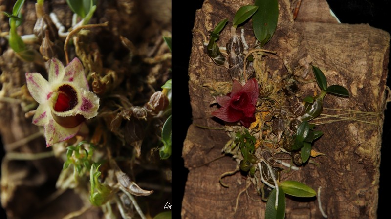 Dendrobium hekouense.jpg